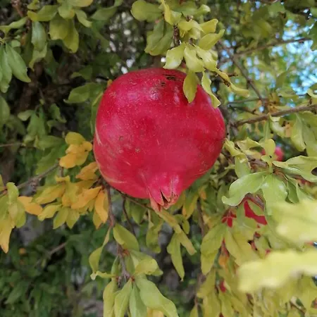 L'oree Des Bois Chene * Negrepelisse