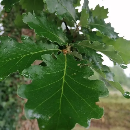 L'oree Des Bois Chene * Negrepelisse